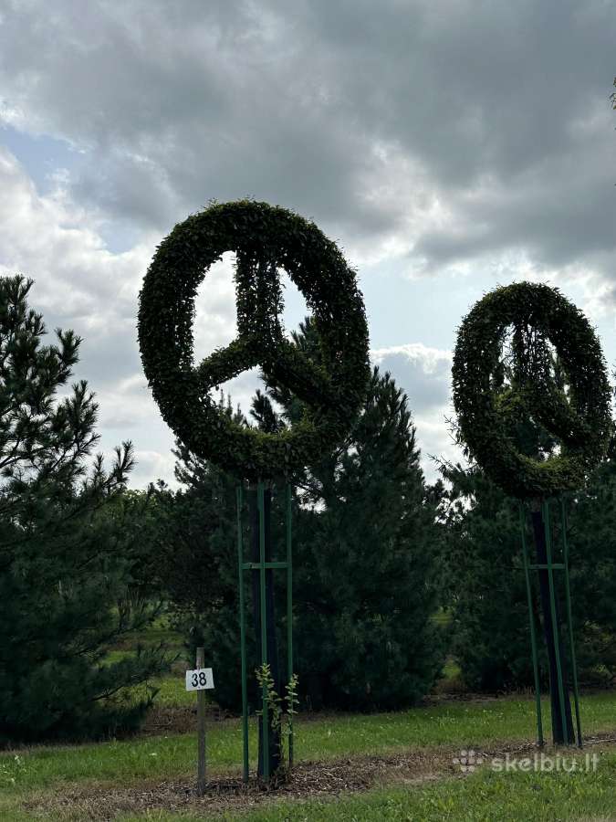 Bonsai, formuotos pušys, dekoratyviniai augalai - nuotraukos Nr. 19