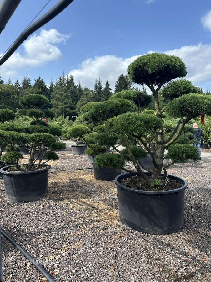 Bonsai, formuotos pušys, dekoratyviniai augalai - nuotraukos Nr. 20
