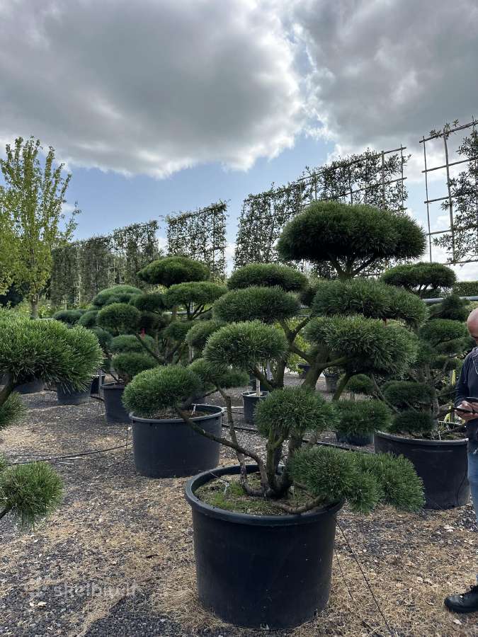 Bonsai, formuotos pušys, dekoratyviniai augalai - nuotraukos Nr. 21