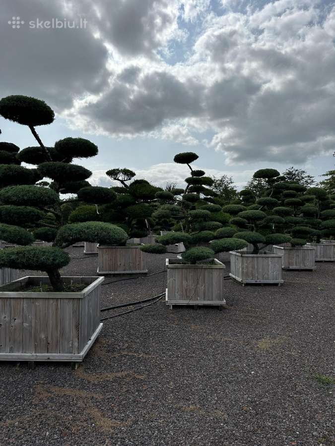 Bonsai, formuotos pušys, dekoratyviniai augalai - nuotraukos Nr. 22