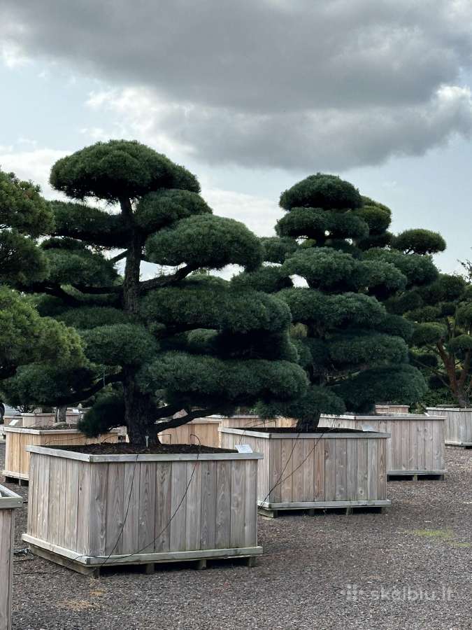 Bonsai, formuotos pušys, dekoratyviniai augalai - nuotraukos Nr. 23
