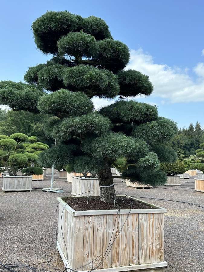 Bonsai, formuotos pušys, dekoratyviniai augalai - nuotraukos Nr. 24