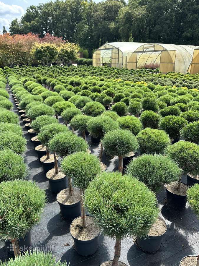 Bonsai, formuotos pušys, dekoratyviniai augalai - nuotraukos Nr. 25
