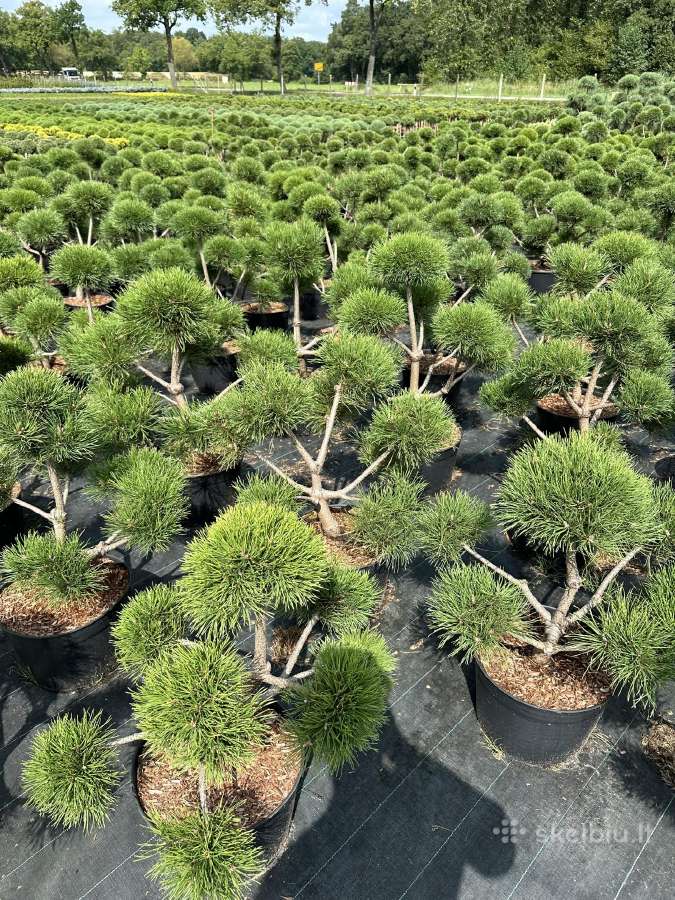 Bonsai, formuotos pušys, dekoratyviniai augalai - nuotraukos Nr. 26