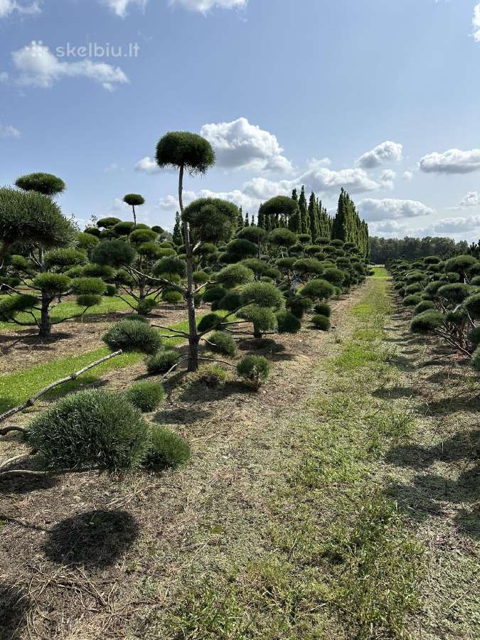 Bonsai, formuotos pušys, dekoratyviniai augalai - nuotraukos Nr. 27