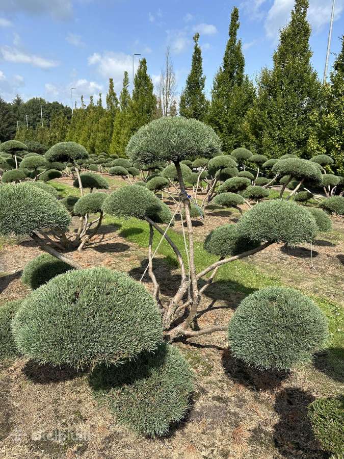 Bonsai, formuotos pušys, dekoratyviniai augalai - nuotraukos Nr. 28