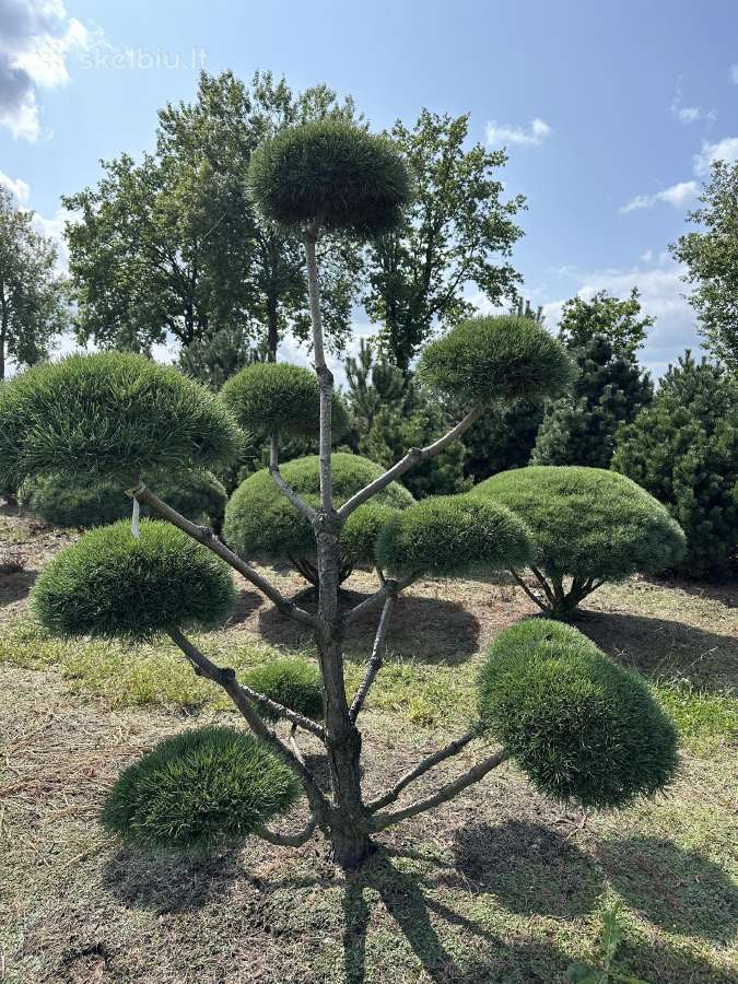 Bonsai, formuotos pušys, dekoratyviniai augalai - nuotraukos Nr. 29