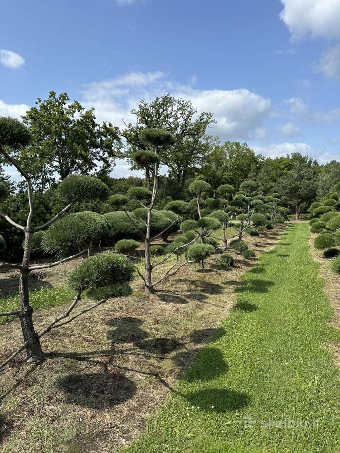 Bonsai, formuotos pušys, dekoratyviniai augalai - nuotraukos Nr. 30