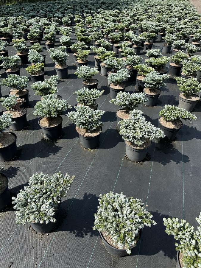 Bonsai, formuotos pušys, dekoratyviniai augalai - nuotraukos Nr. 31