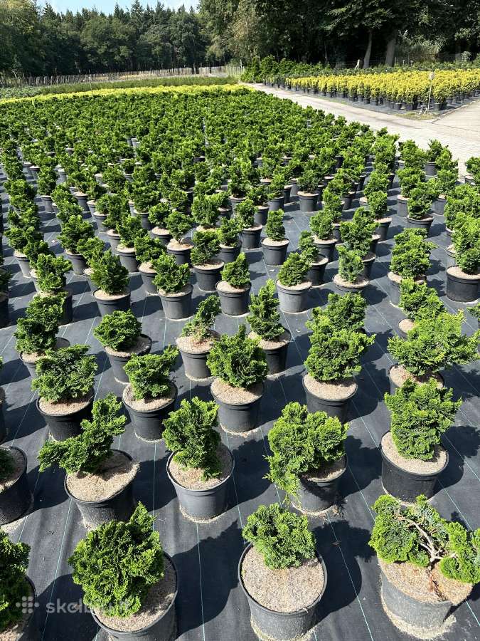 Bonsai, formuotos pušys, dekoratyviniai augalai - nuotraukos Nr. 32