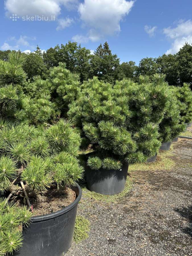 Bonsai, formuotos pušys, dekoratyviniai augalai - nuotraukos Nr. 33