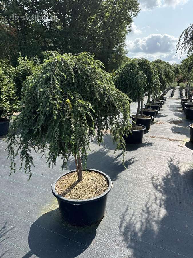 Bonsai, formuotos pušys, dekoratyviniai augalai - nuotraukos Nr. 34