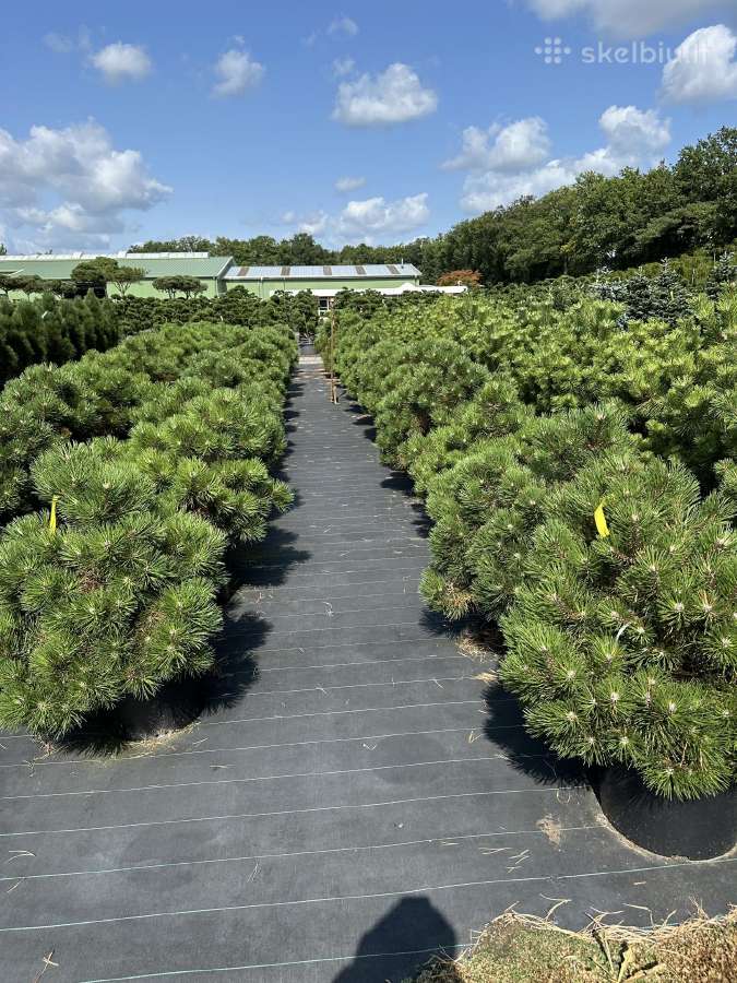 Bonsai, formuotos pušys, dekoratyviniai augalai - nuotraukos Nr. 35