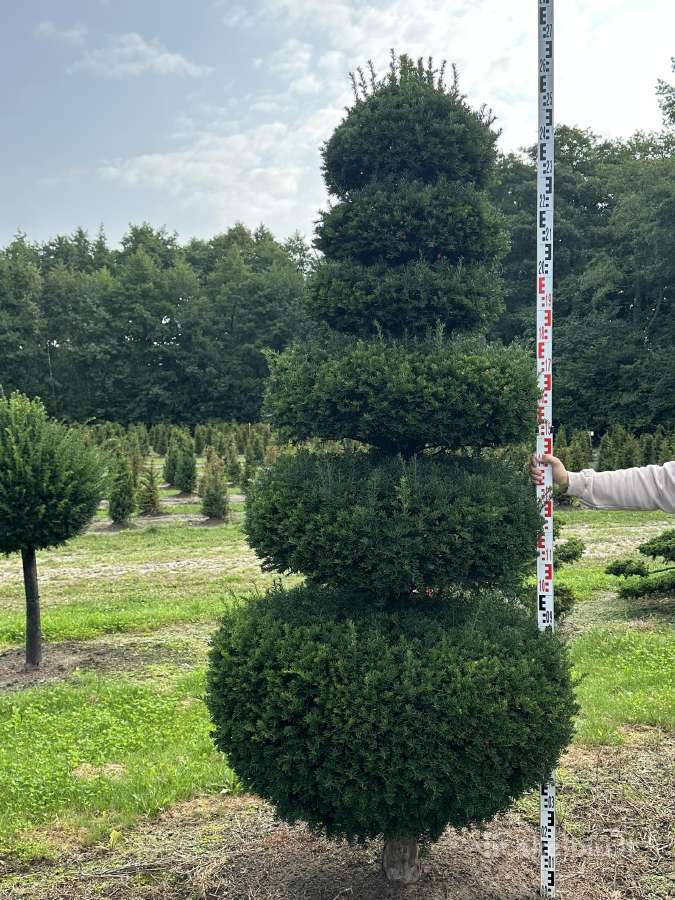 Bonsai, formuotos pušys, dekoratyviniai augalai - nuotraukos Nr. 36