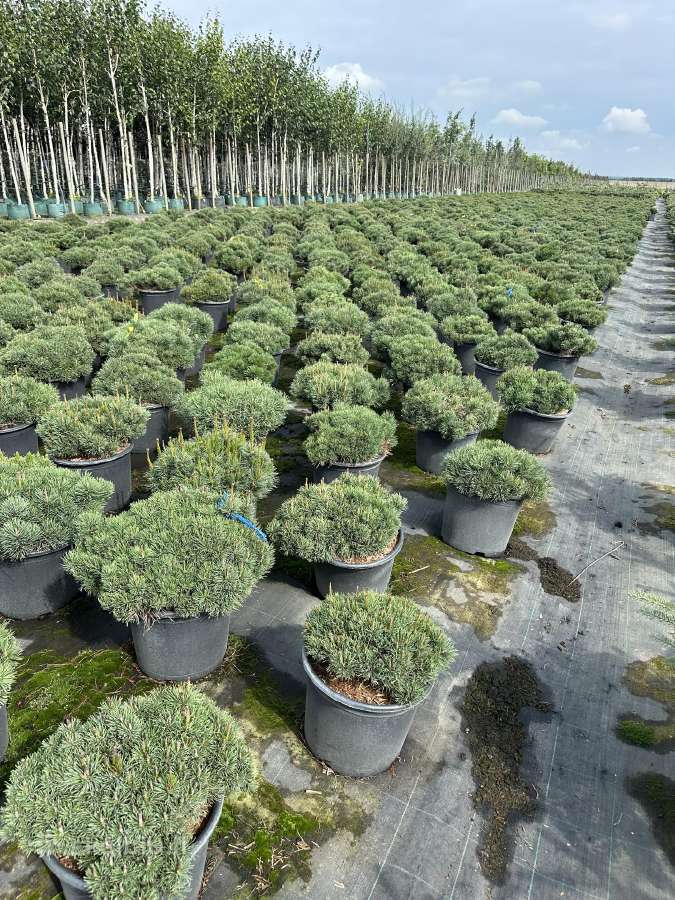 Bonsai, formuotos pušys, dekoratyviniai augalai - nuotraukos Nr. 38