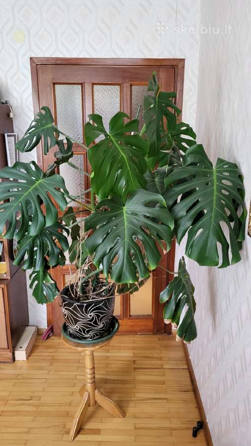 Monstera