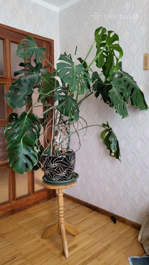Monstera - nuotraukos Nr. 2