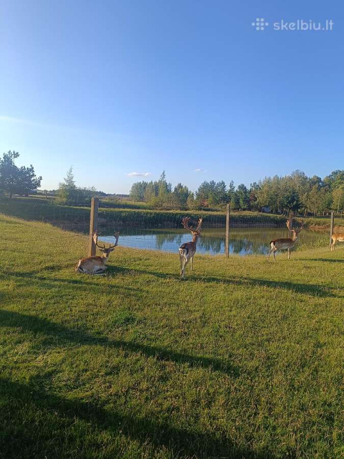 Parduodu Danielius. Patinai, pateles, jaunikliai - nuotraukos Nr. 25