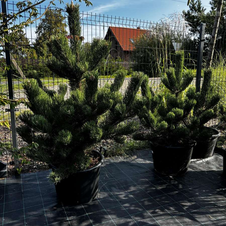 Dekoratyviniai lauko augalai – tujos, kadagiai, pu - nuotraukos Nr. 17