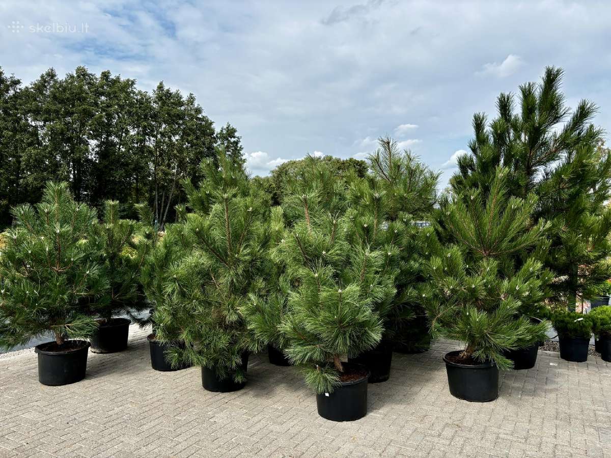 Dekoratyviniai lauko augalai – tujos, kadagiai, pu - nuotraukos Nr. 18
