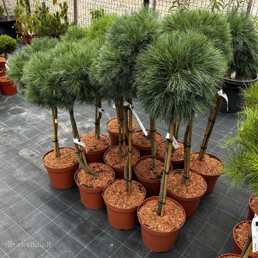 Dekoratyviniai lauko augalai – tujos, kadagiai, pu - nuotraukos Nr. 20
