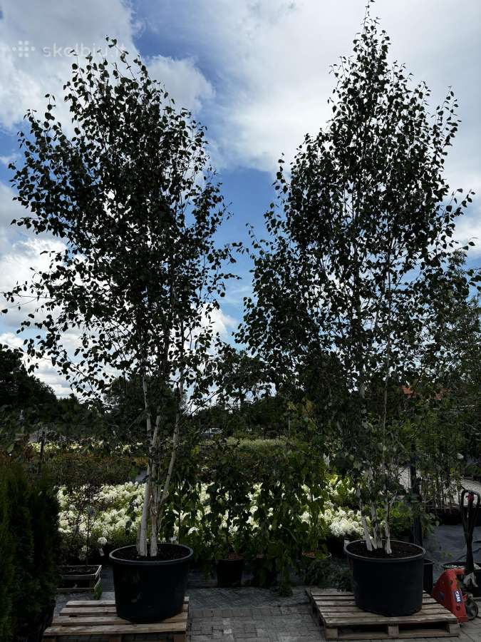 Dekoratyviniai lauko augalai – tujos, kadagiai, pu - nuotraukos Nr. 19