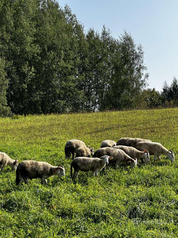 Bevilnės šių metų avytės - nuotraukos Nr. 3