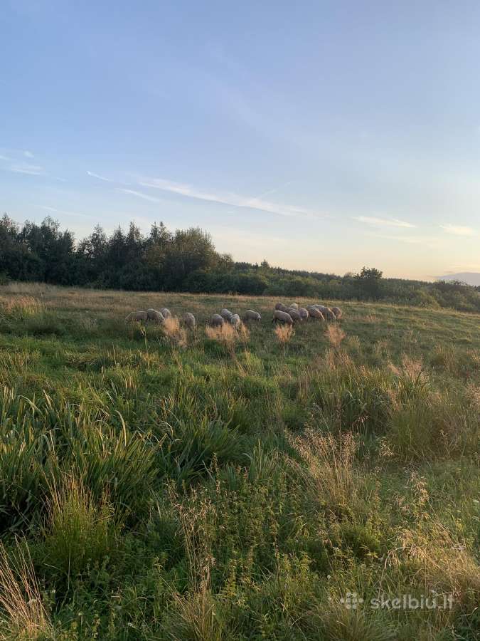 Parduodami 6-7 mėn avinai ir avytės. - nuotraukos Nr. 11