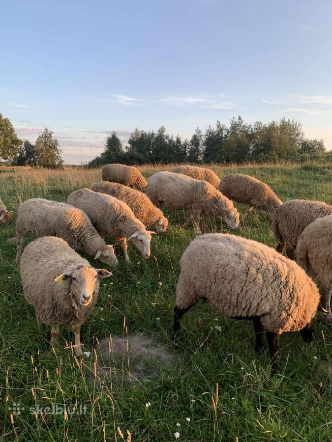 Parduodami 6-7 mėn avinai ir avytės. - nuotraukos Nr. 6