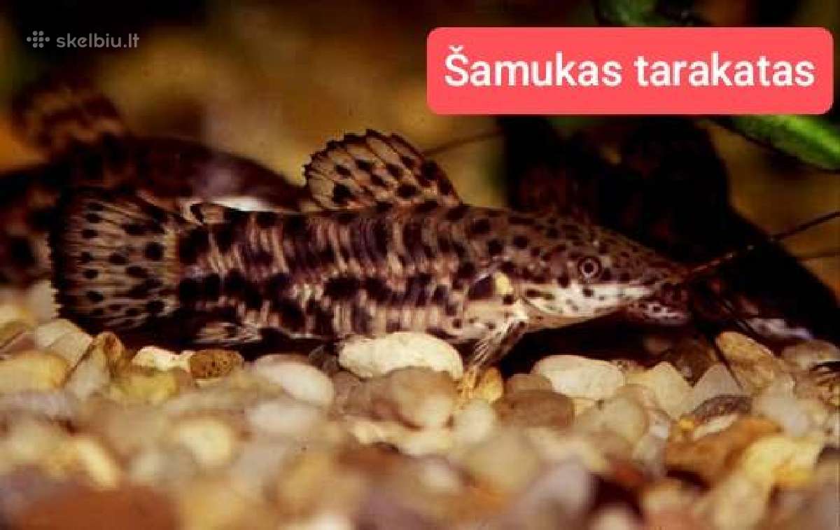 Įvairios akvariumo žuvytės, augalai, maistelis - nuotraukos Nr. 14