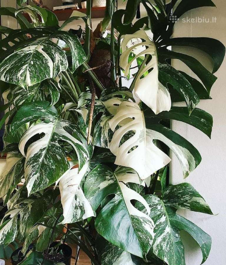 Monstera albo variegata - Skelbiu.lt