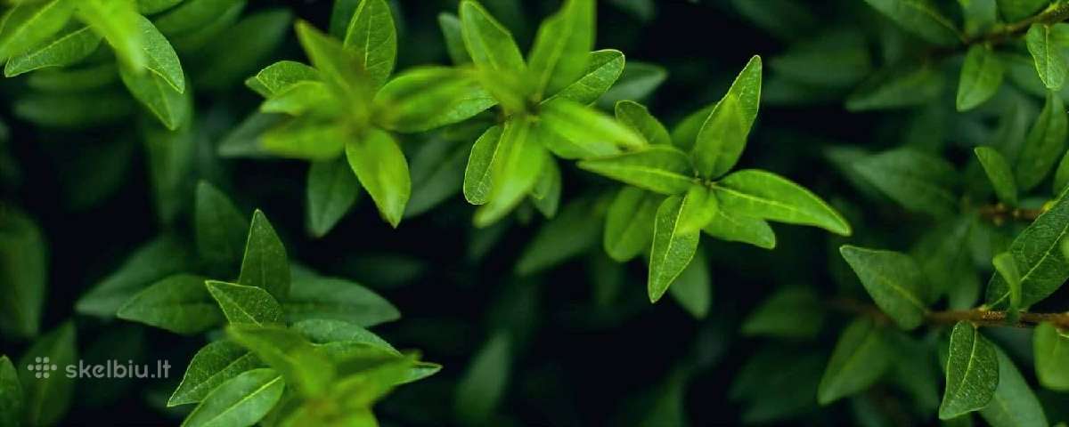 Paprastasis Ligustras - nuotraukos Nr. 5