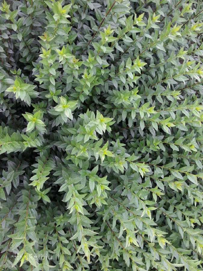 Paprastasis Ligustras - nuotraukos Nr. 7
