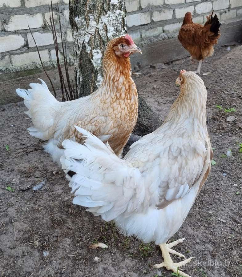 Vištos