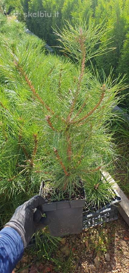Juodosios Nigra ir kalnų pušys bonsai vazonuose - nuotraukos Nr. 18