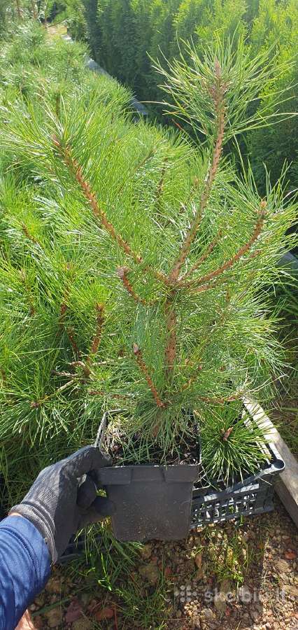 Juodosios Nigra ir kalnų pušys bonsai vazonuose - nuotraukos Nr. 19