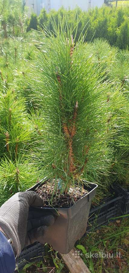 Juodosios Nigra ir kalnų pušys bonsai vazonuose - nuotraukos Nr. 20