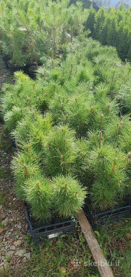 Juodosios Nigra ir kalnų pušys bonsai vazonuose - nuotraukos Nr. 21