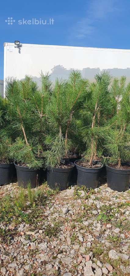 Juodosios Nigra ir kalnų pušys bonsai vazonuose - nuotraukos Nr. 22