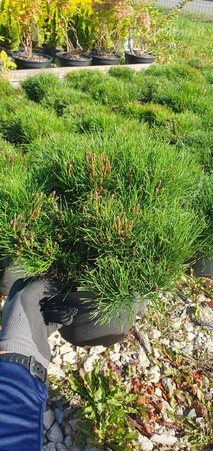 Juodosios Nigra ir kalnų pušys bonsai vazonuose - nuotraukos Nr. 23