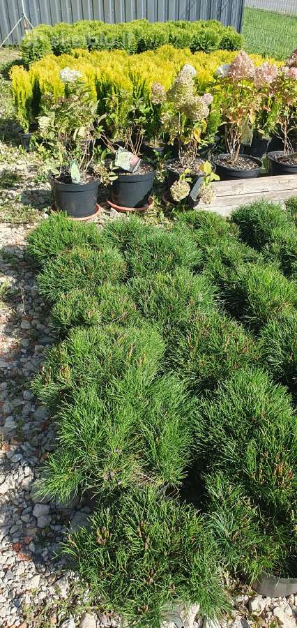 Juodosios Nigra ir kalnų pušys bonsai vazonuose - nuotraukos Nr. 24