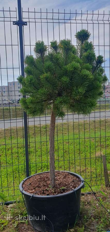 Juodosios Nigra ir kalnų pušys bonsai vazonuose - nuotraukos Nr. 26