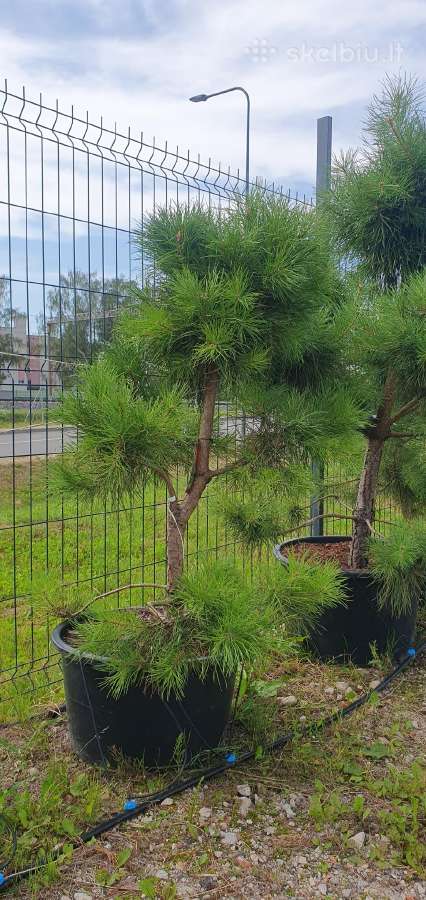 Juodosios Nigra ir kalnų pušys bonsai vazonuose - nuotraukos Nr. 27