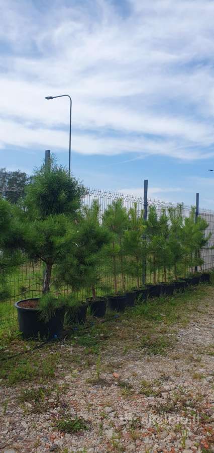 Juodosios Nigra ir kalnų pušys bonsai vazonuose - nuotraukos Nr. 28