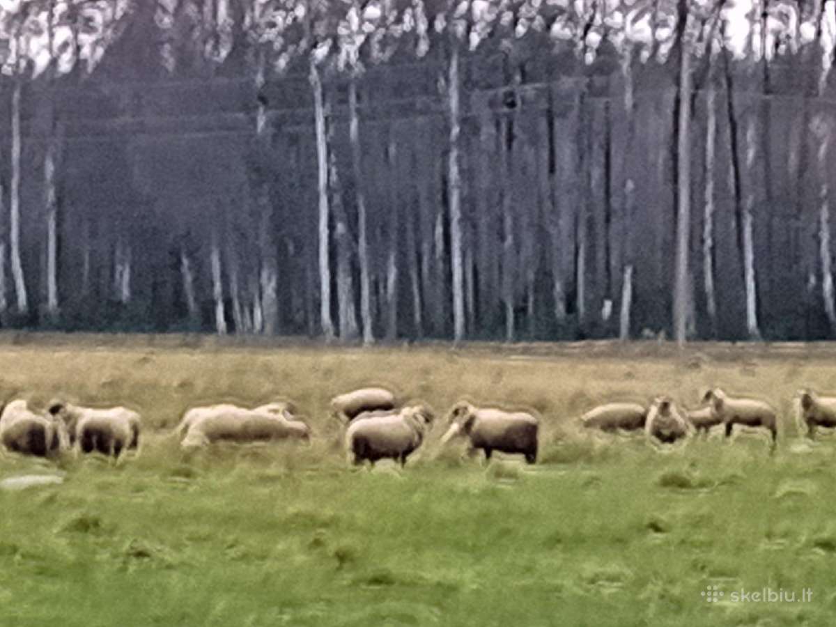 Perku avis