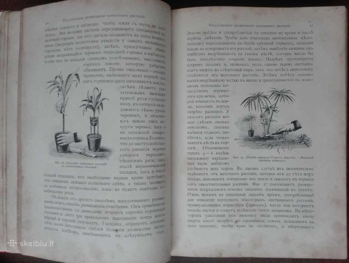 1716. Комнатное Садоводство Уход За Комнатными Рас - nuotraukos Nr. 8