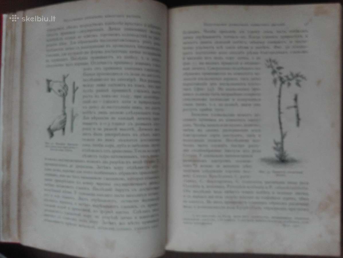 1716. Комнатное Садоводство Уход За Комнатными Рас - nuotraukos Nr. 9