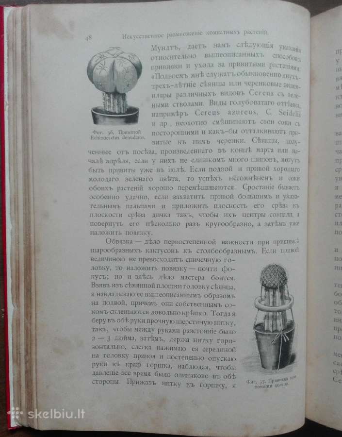 1716. Комнатное Садоводство Уход За Комнатными Рас - nuotraukos Nr. 10