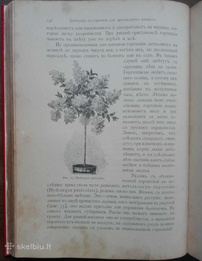 1716. Комнатное Садоводство Уход За Комнатными Рас - nuotraukos Nr. 12