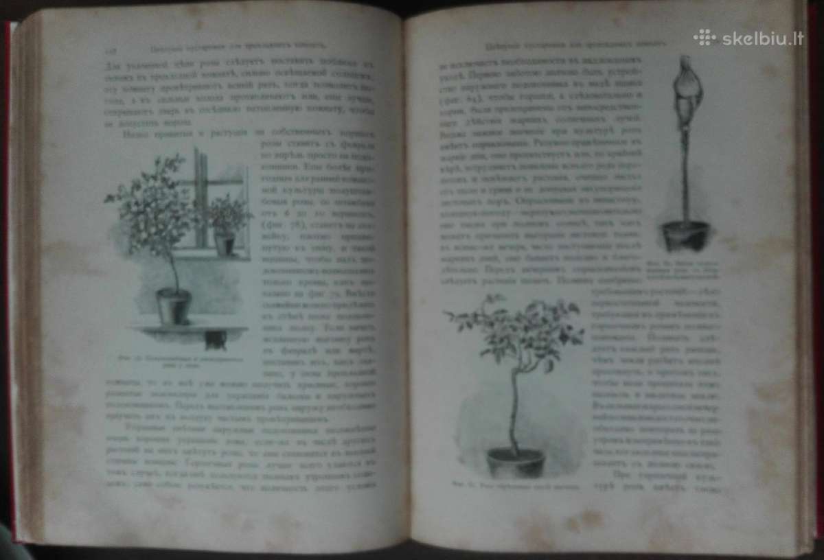 1716. Комнатное Садоводство Уход За Комнатными Рас - nuotraukos Nr. 13